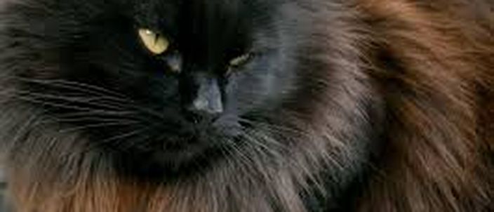 Capa da publicação O gato preto: embriaguez e (in)imputabilidade penal
