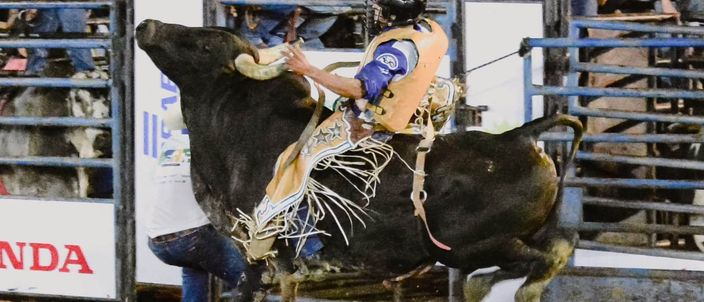 Capa da publicação Rodeios e práticas cruéis com animais: jurisprudência do TJ/SP