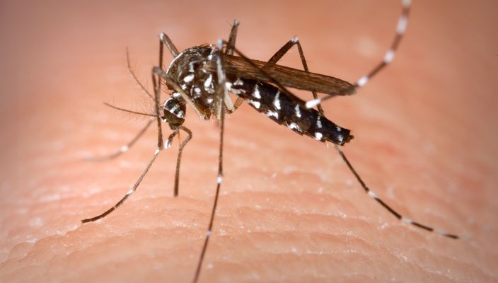 Capa da publicação Poder de polícia no combate ao Aedes aegypti