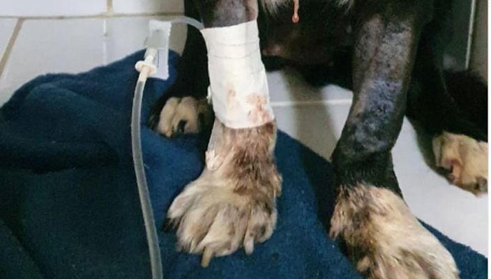 Capa da publicação Maus-tratos de animais e a Lei 9.605/98