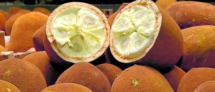 Capa da publicação Biopirataria: a patente japonesa do cupuaçu 