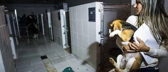 Capa da publicação Maus tratos aos animais na experimentação científica