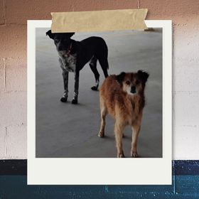 cachorros do parecer