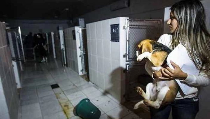 Capa da publicação Maus tratos aos animais na experimentação científica