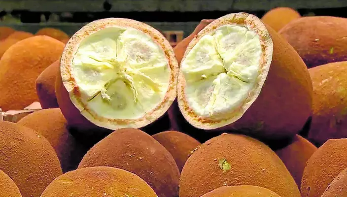 Capa da publicação Biopirataria: a patente japonesa do cupuaçu 