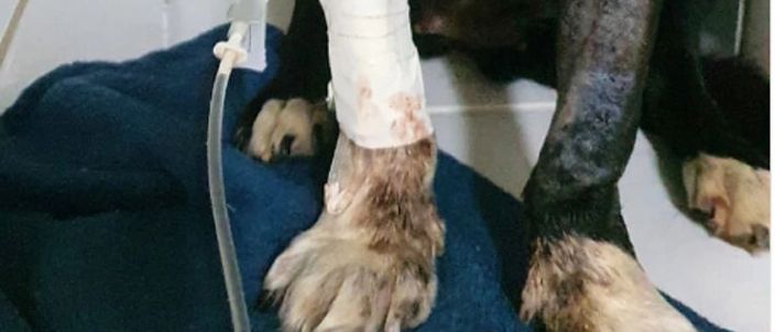 Capa da publicação Maus-tratos de animais e a Lei 9.605/98