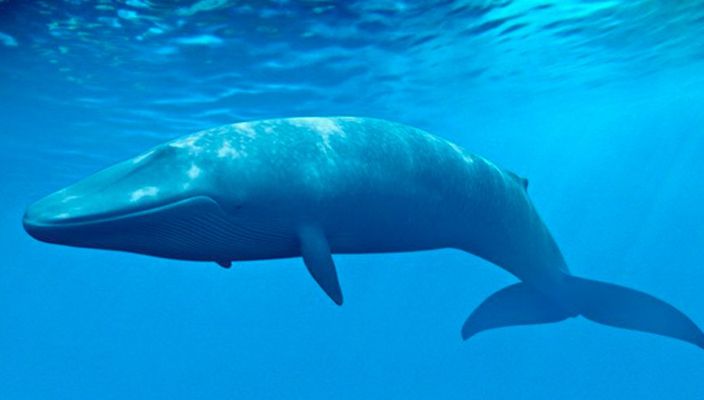 Capa da publicação O temido jogo da baleia azul e a sua tipicidade penal: sociedade de risco e as novas ameaças aos direitos fundamentais